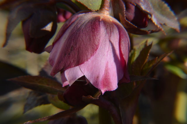 Gardenflower