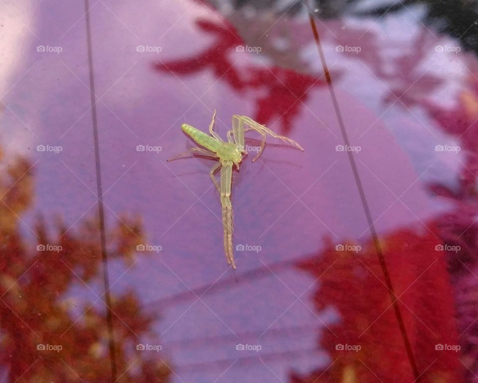 Little spider on the glass