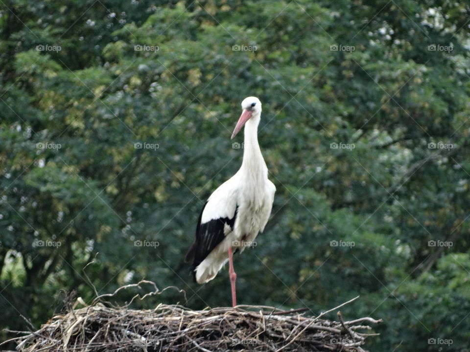 Beautiful big stork 