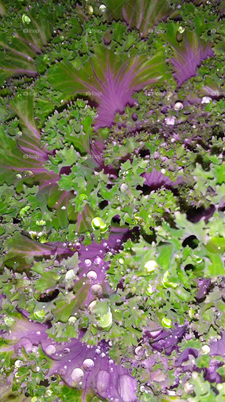 Nature, Flora, Flower, Garden, Leaf