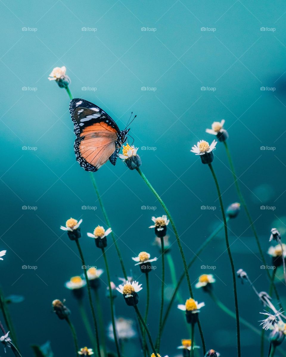 Beautiful and colourful butterfly