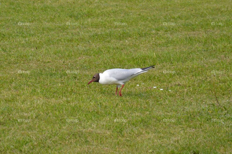 gull on grass