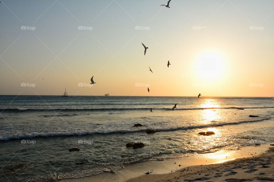 Sunset and birds in Aruba 