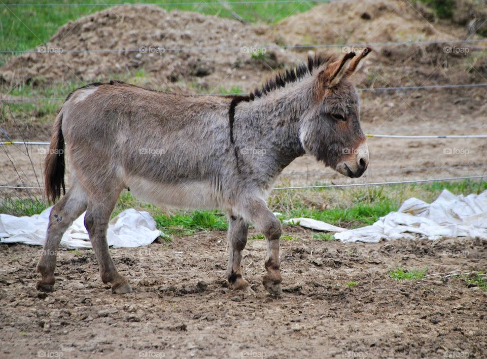 Jasper with Alert Ears