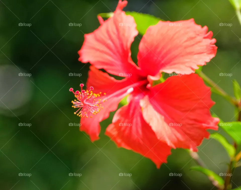 red flower