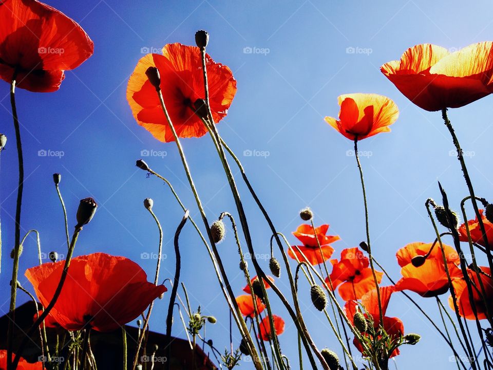 Summer time by foaр missions,red poppies under the rays of the hot summer sun!