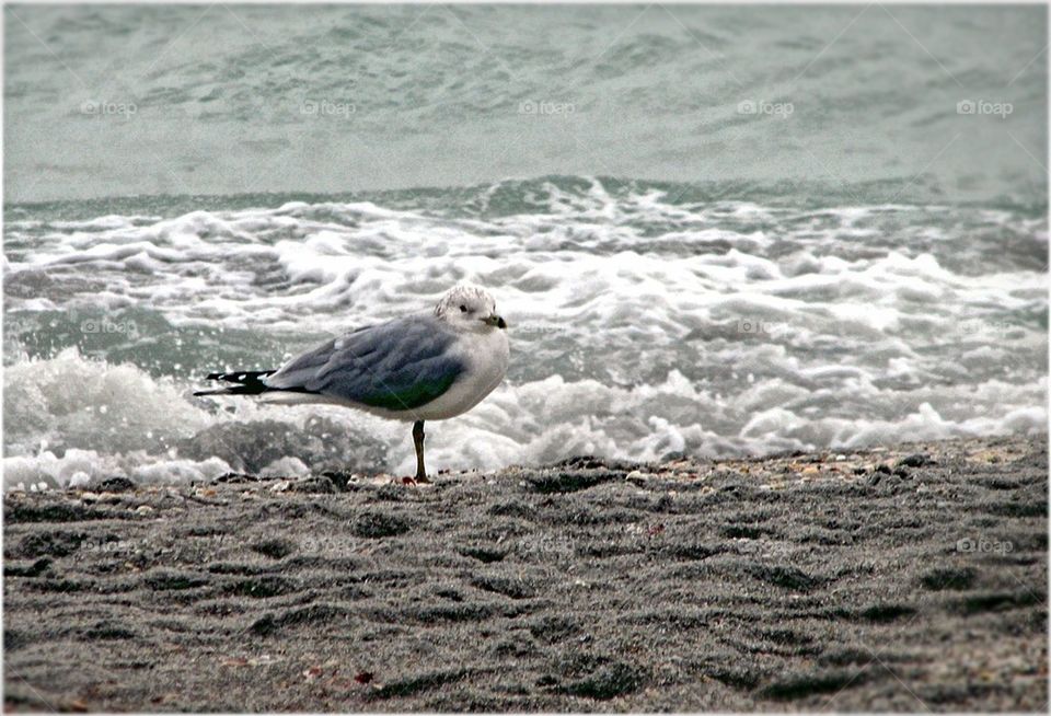 Bird in Surf