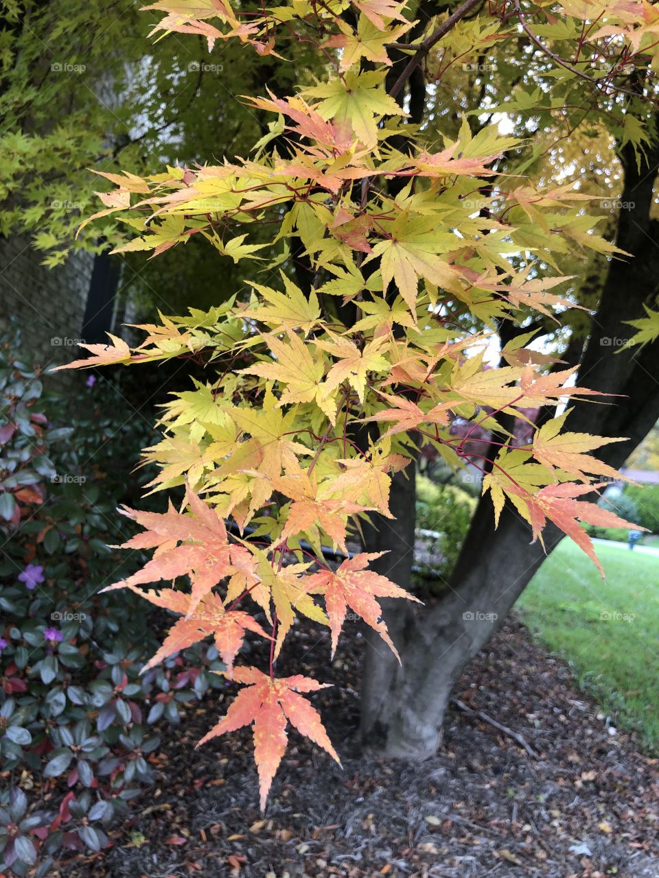 Autumn Tree leaves   In Yellows reds and oranges branches tree trunk and green grass 