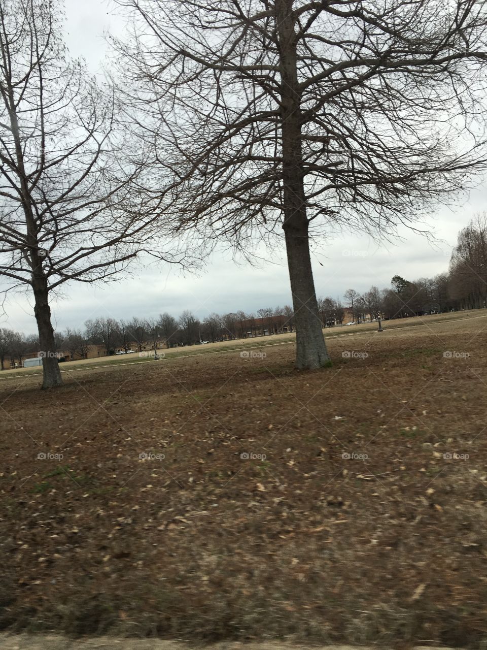 No Person, Tree, Landscape, Nature, Wood