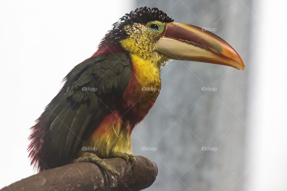 Colorful curl crested aracari toucan bird 