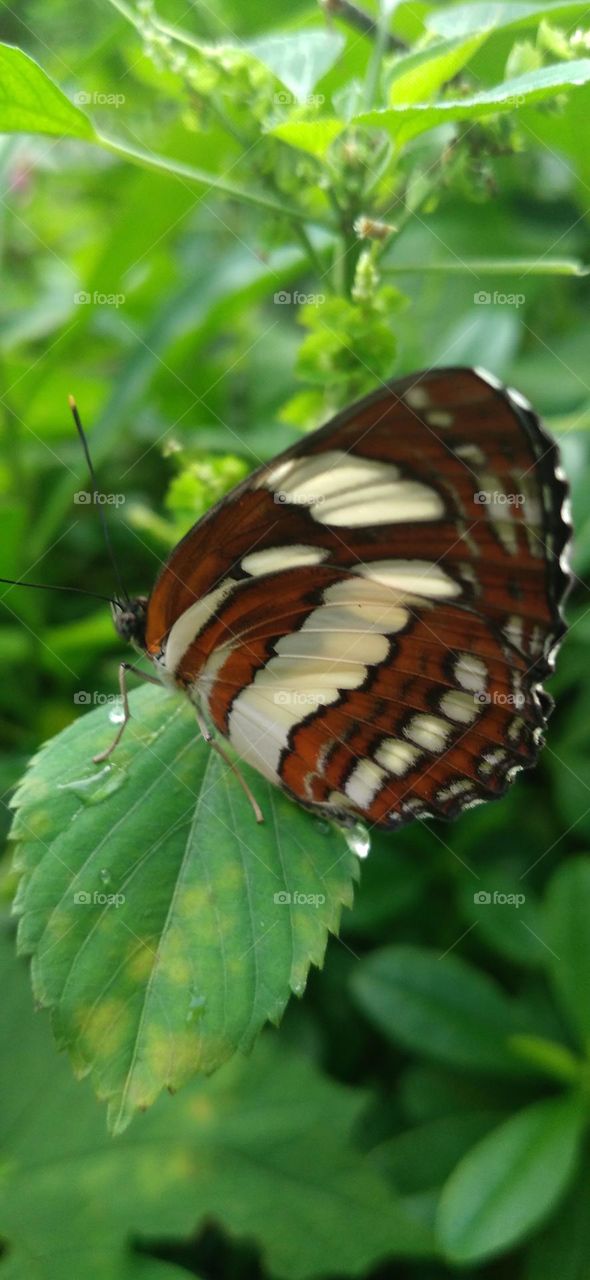 This type of butterfly has a dark brown wing base color with a row of spots that line up to form a ribbon.