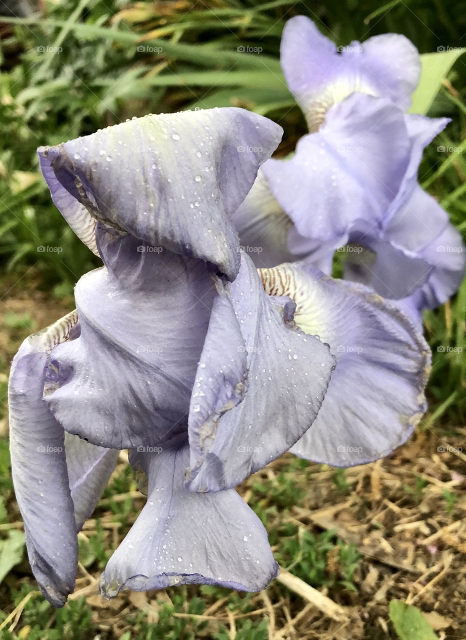 Flower, iris, spring, summer, rain, storm, damage, wet, droplets, color, purple, grass, green, brown