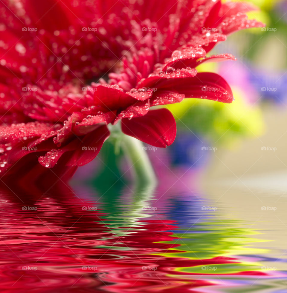 Small drops of water on top of a beautiful sun flower;in pink