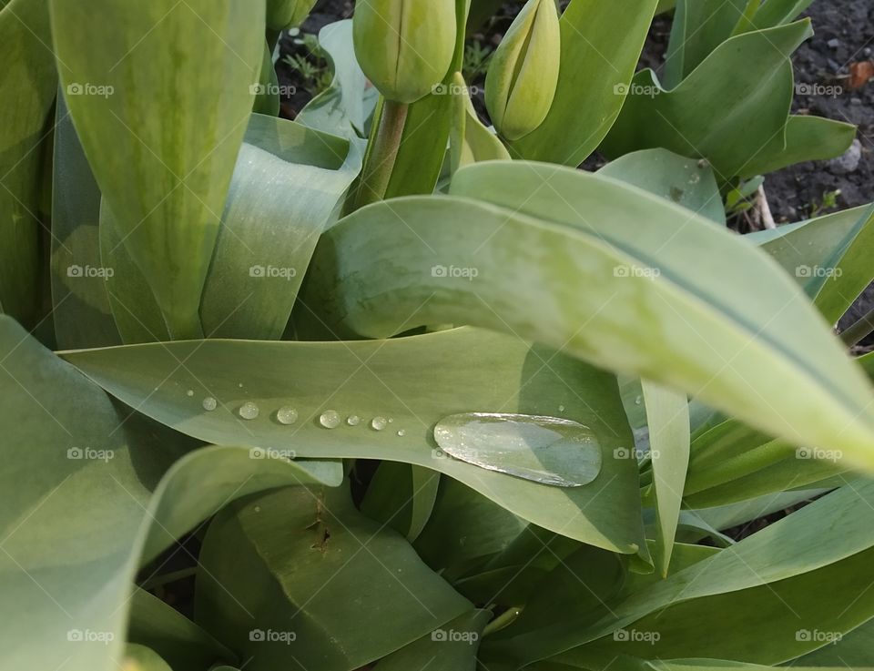 green leaves and dew