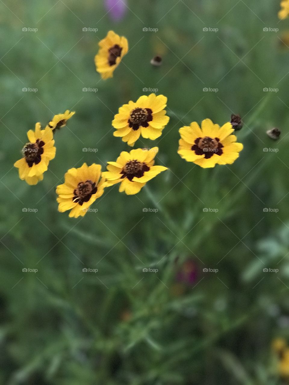 Wildflowers in my garden 