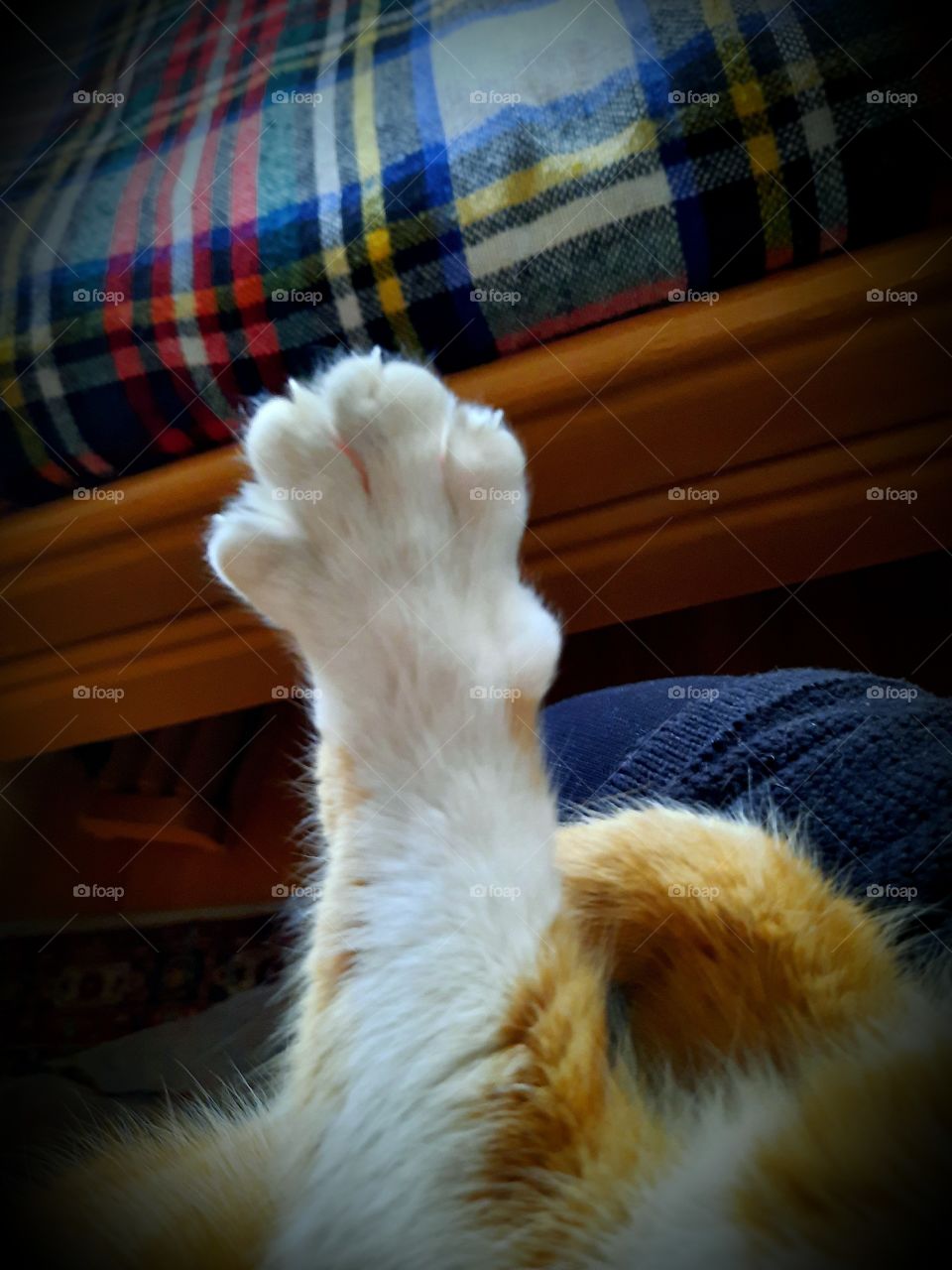 leisure time - streched cat's paw with claws