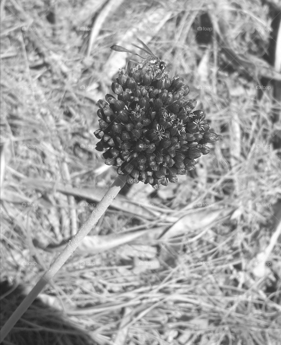 black and white picture with plant and insect