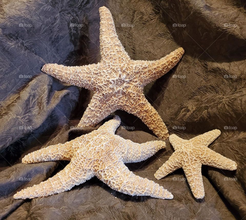 Three Starfish on Display