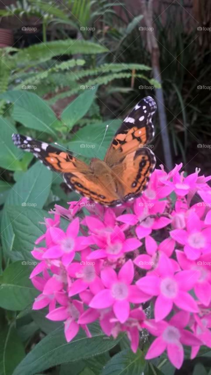 paintedlady butterfly on  pink pentas