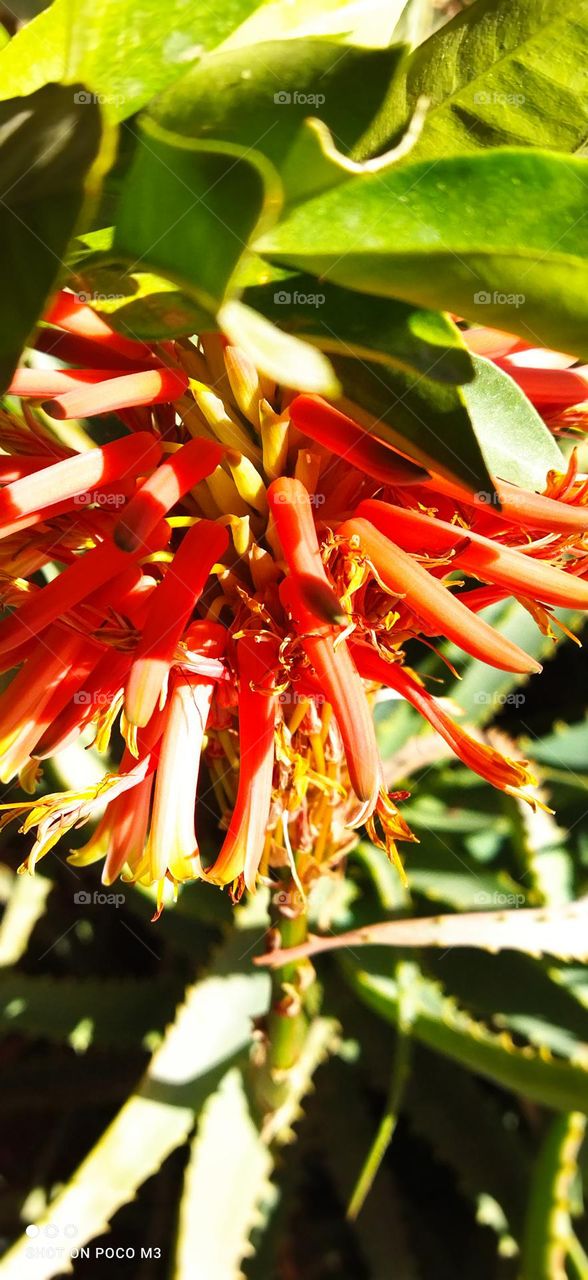 beautiful bee on flower