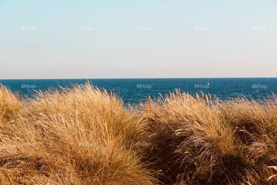 Dry Sea Grass on High Bank