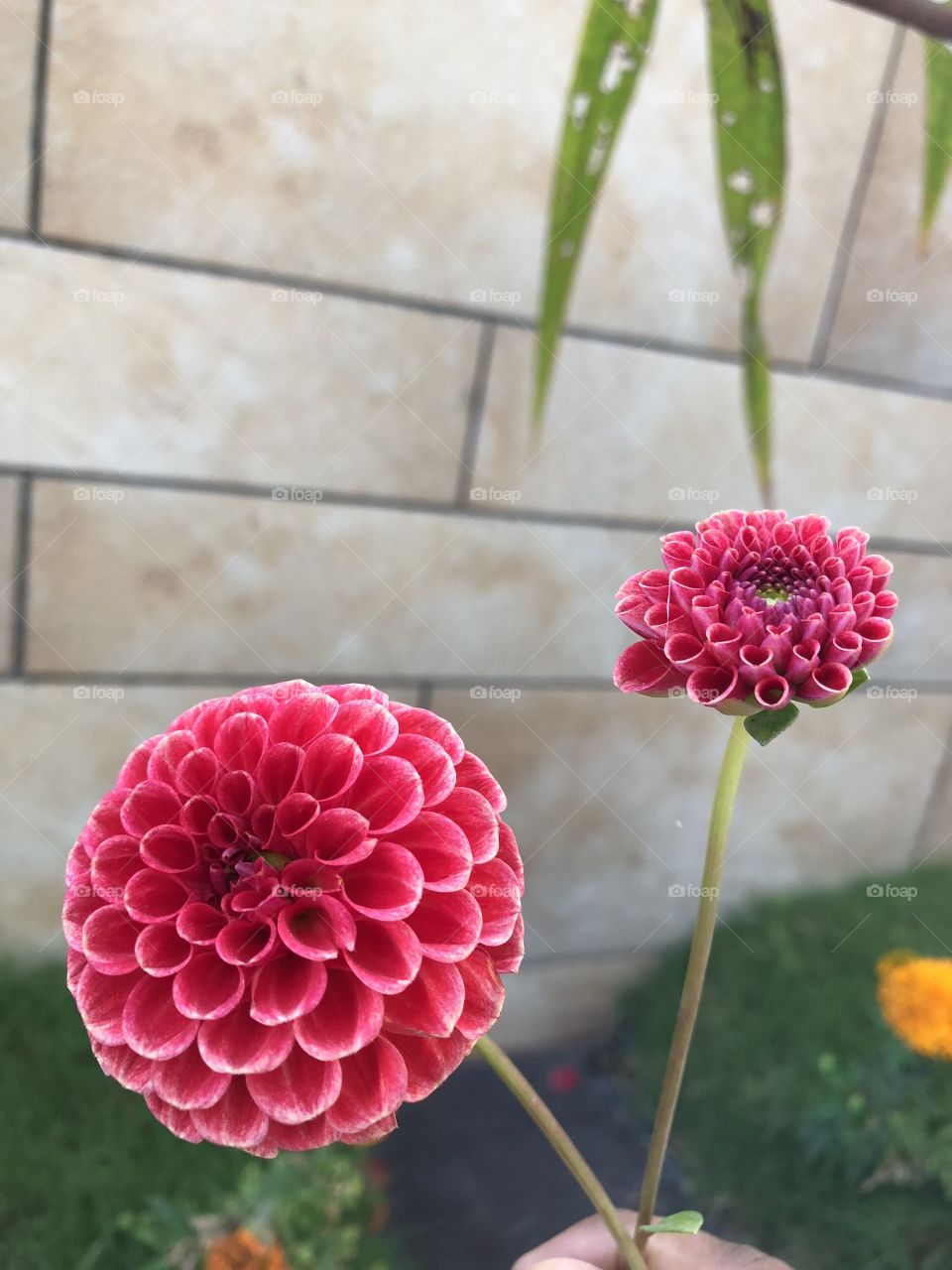Flower Beauty