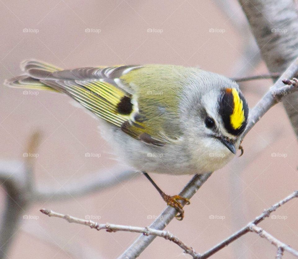 Orange-crowned Kinglet