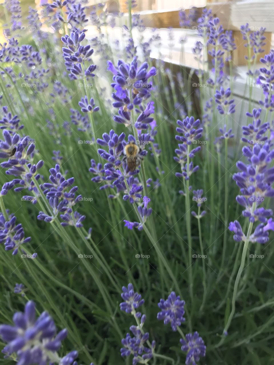 Lavendel