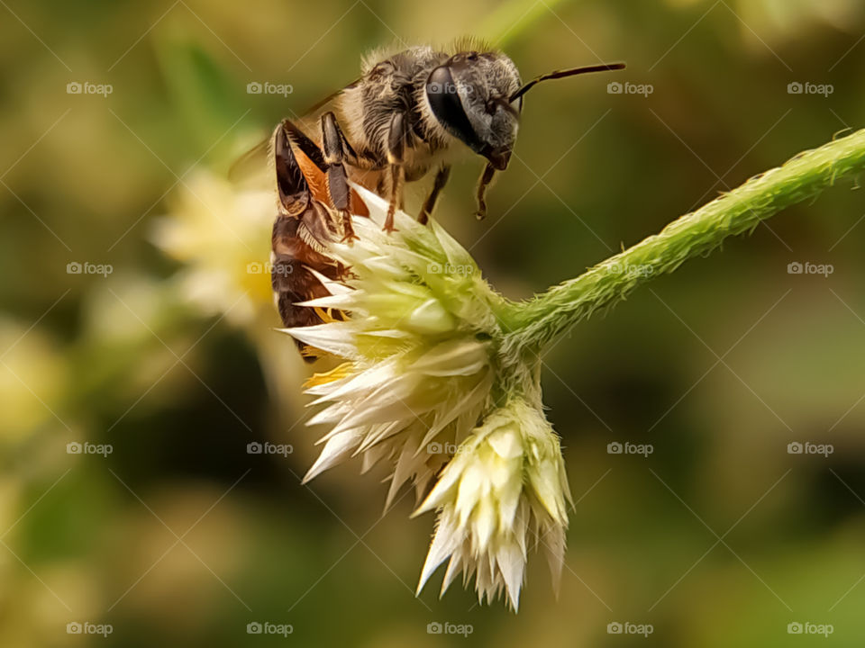 A bee on a white flower collecting pollen and nectar for the hive