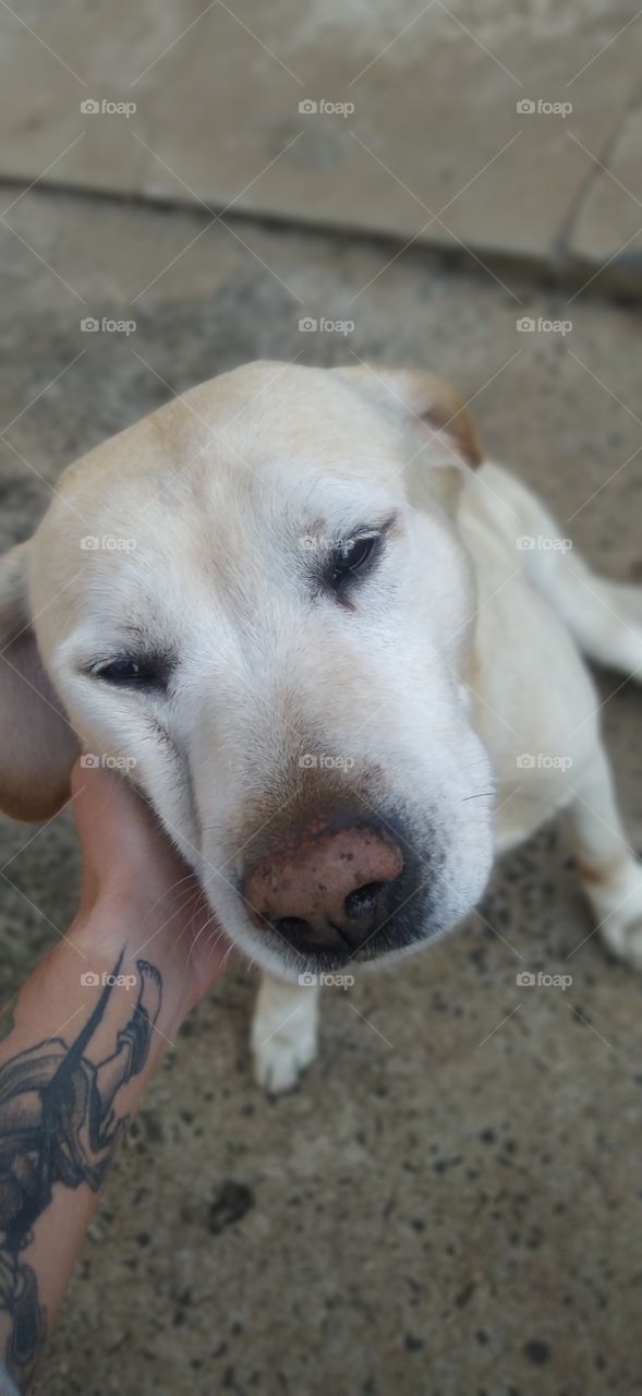 Cachorro recebendo carinho.