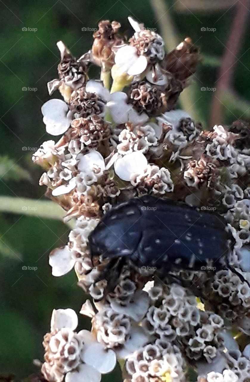 large navy blue beetle on a fading yarrow flower