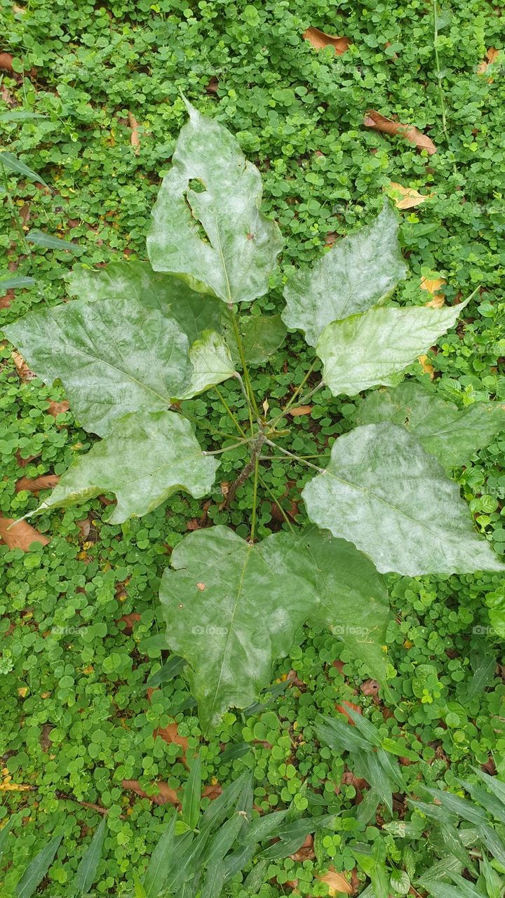 beautiful plant and green bush