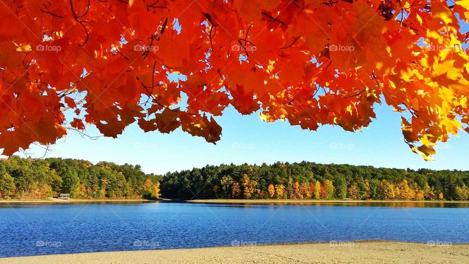 Foliage's Peak