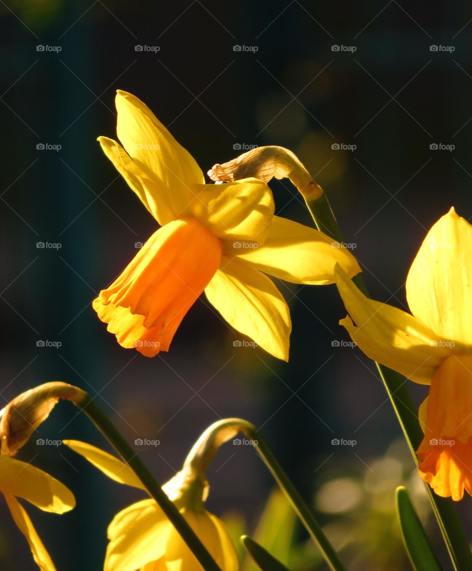 Close-up of daffodil