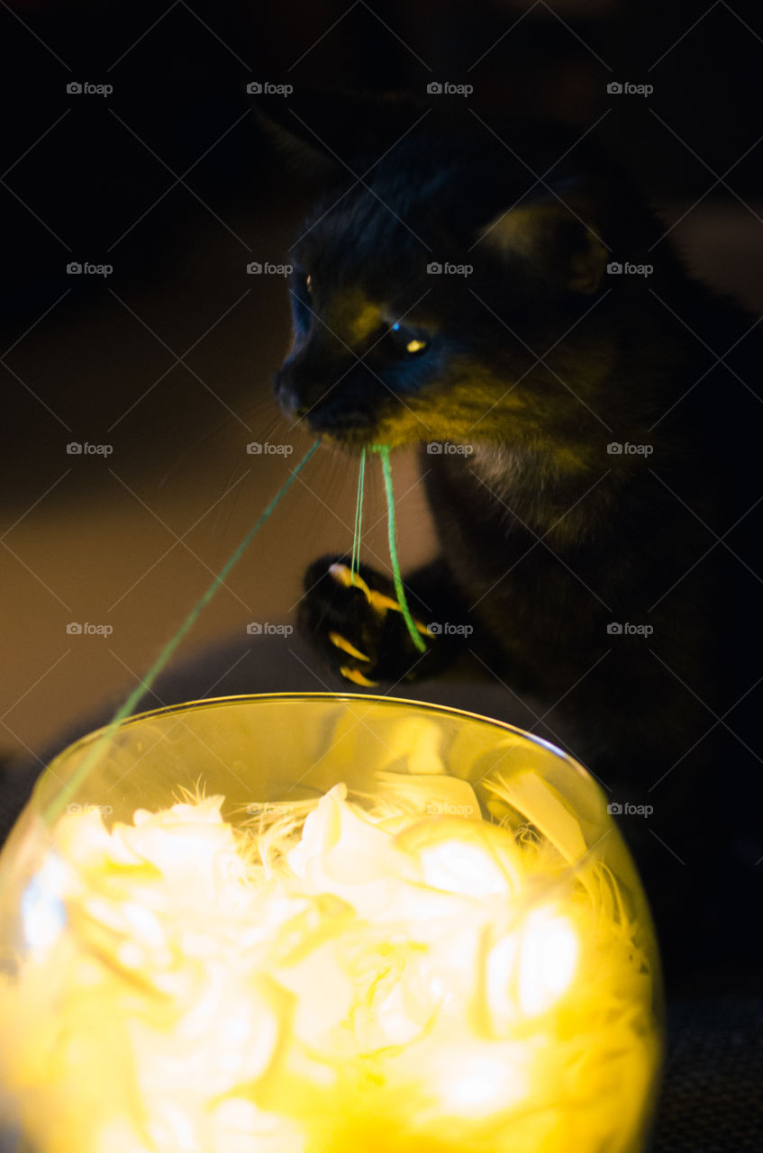 playing cat with yarn