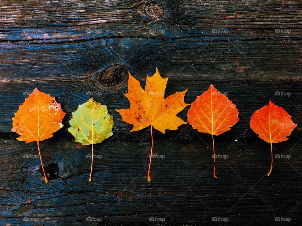 Autumn leaves in a row on wooden surface