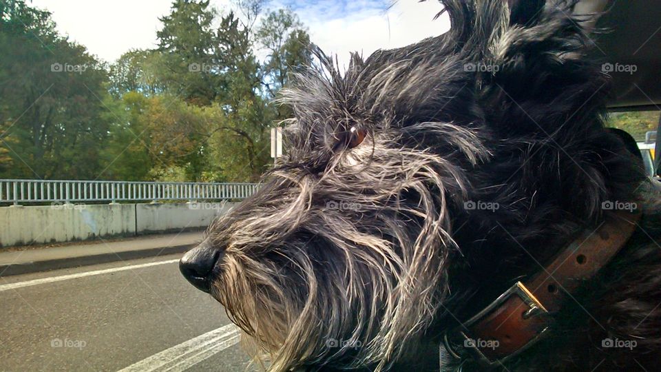 Head out the car window. My dog.