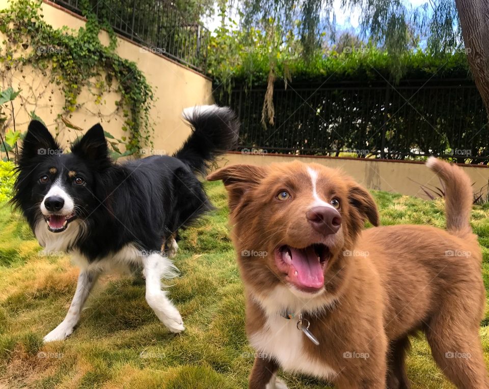 Border collie dogs