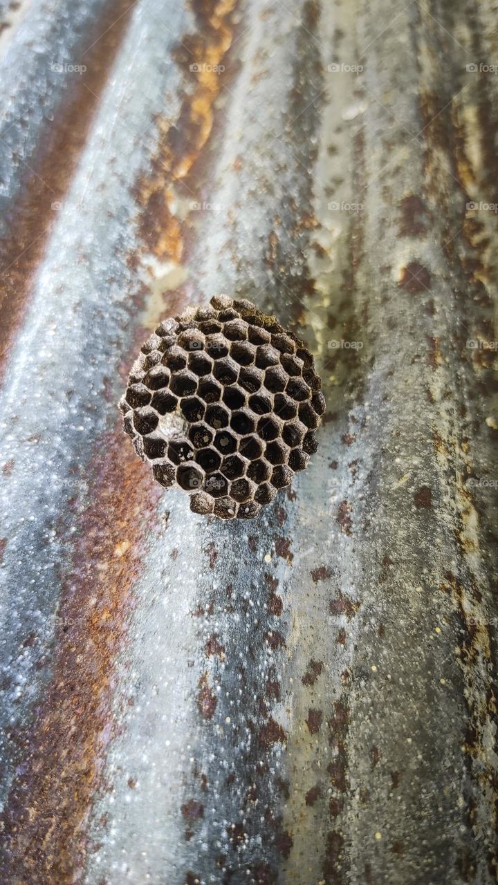 wasp nest with eggs and larvae