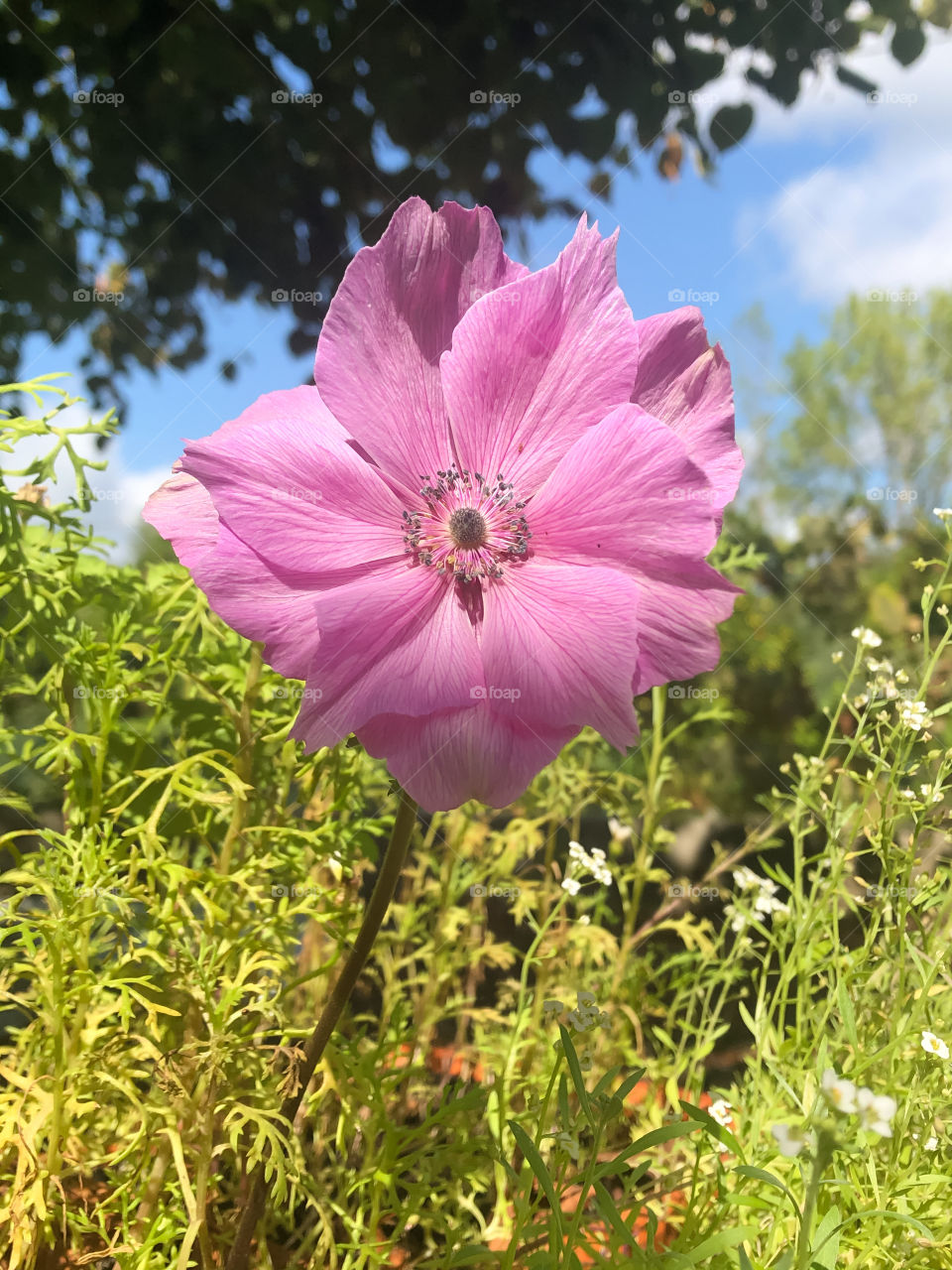 Portrait of a soft pink poppy anemone, with a background greenery a blue sky