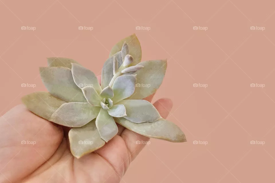 Succulent inspiration 