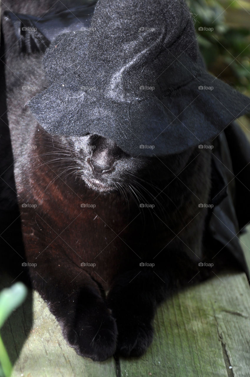 Black cat hiding under witch hat