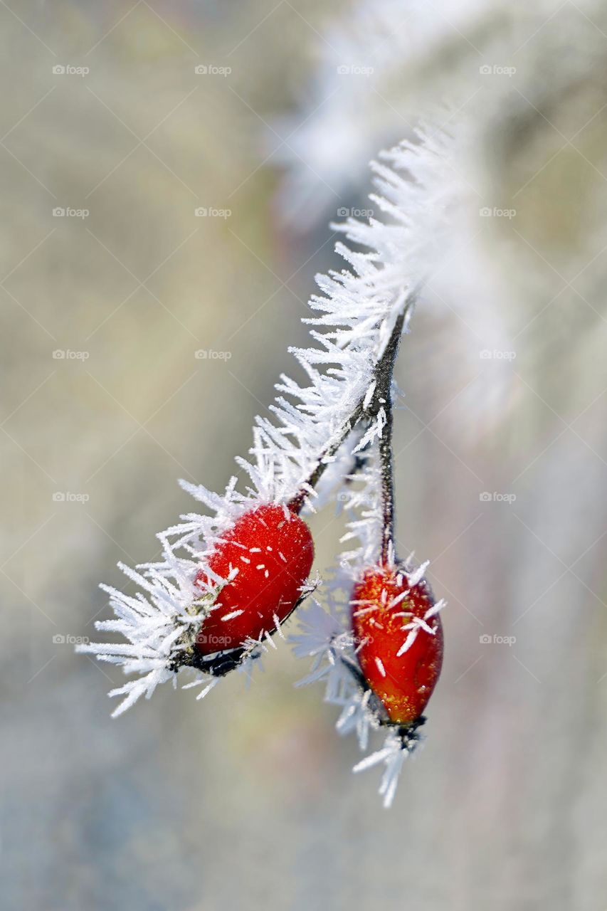 red rose hips in frost