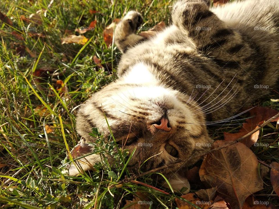 Grey cat lies on its back on the grass with yellow leaves
