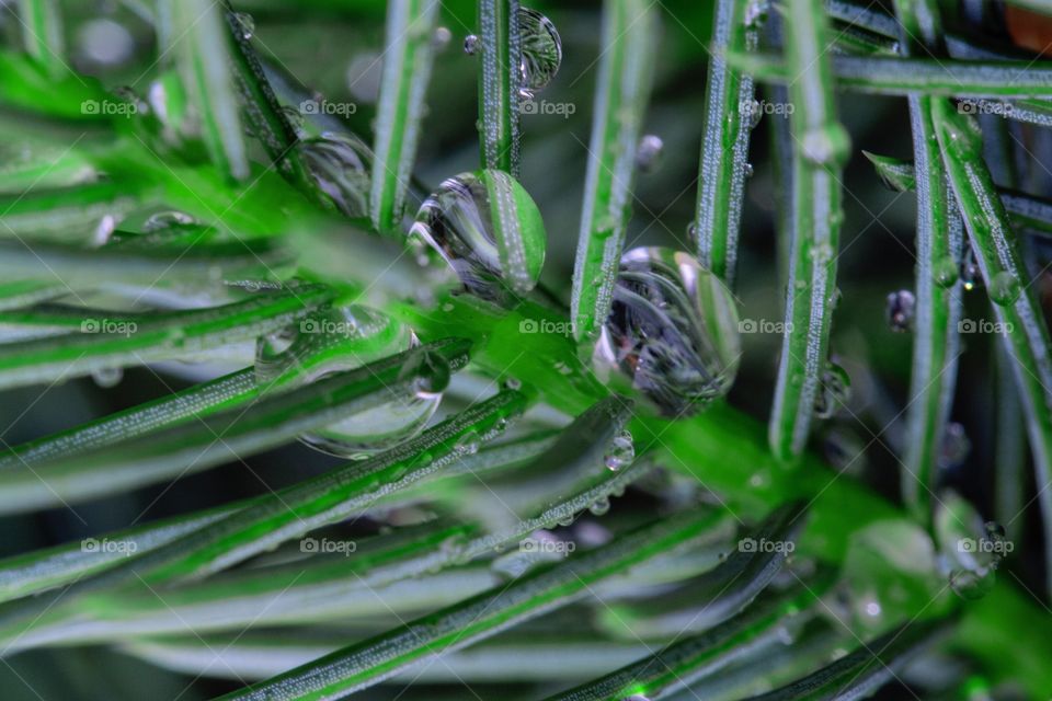 Dew on a tree