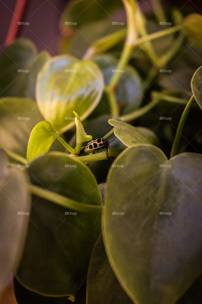 Lady Bug.