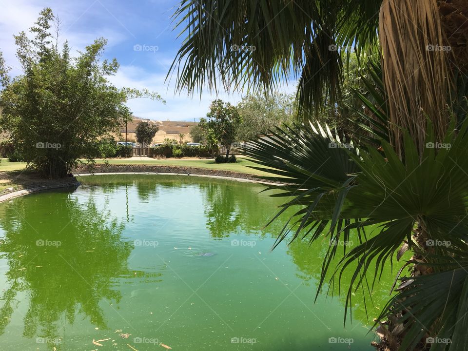 Pond in palmtree park