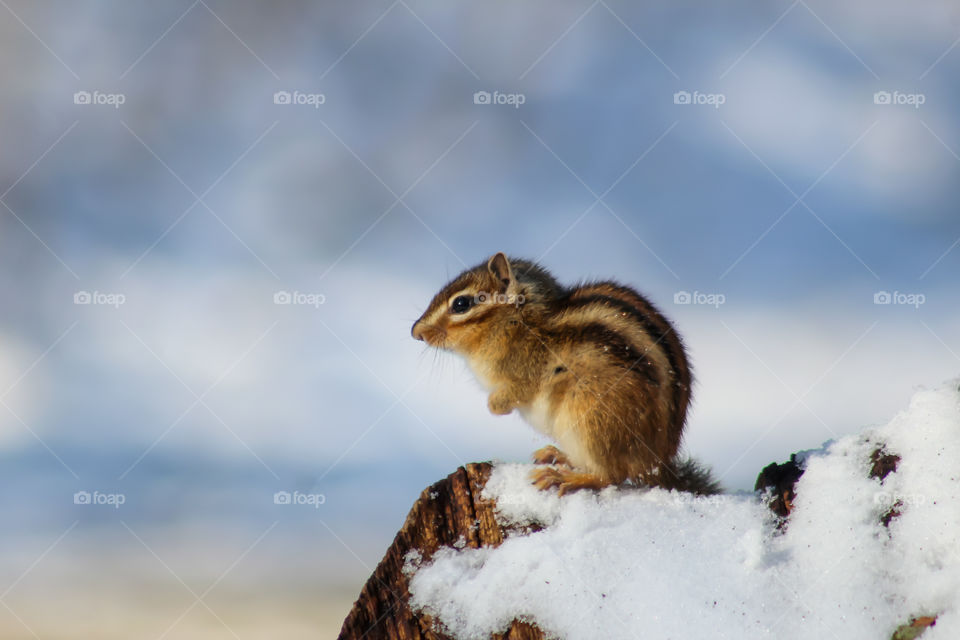 Chipmunk in snow!