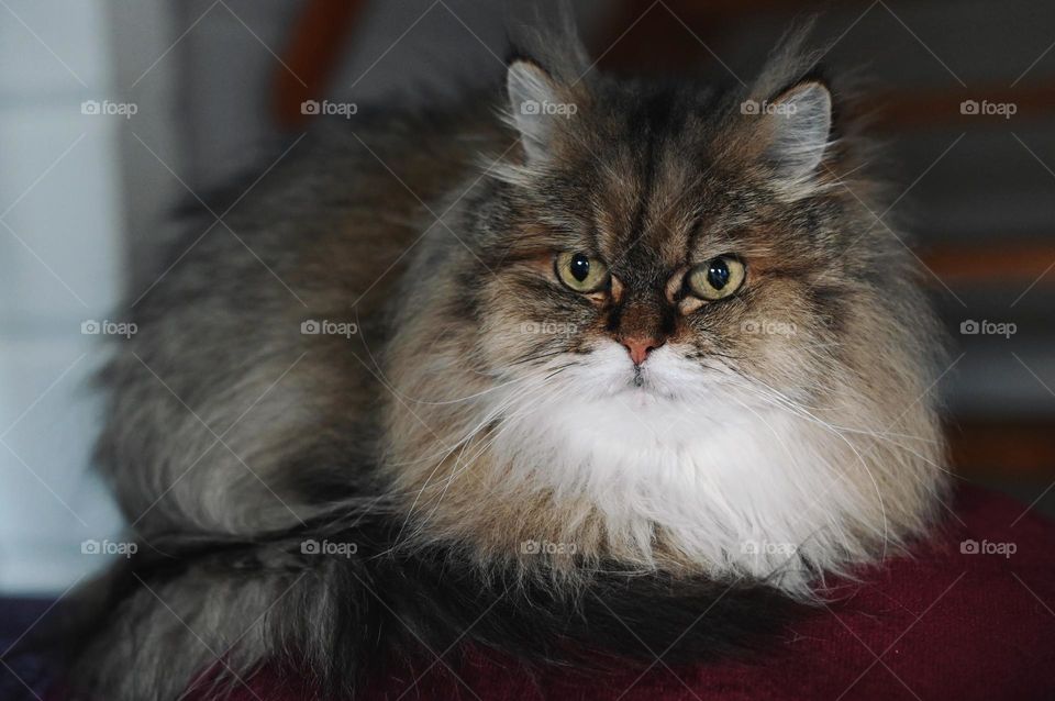 Cat, Persian, longhair cat, perfect for quotes "Welcome...now go away", beige white colored cat