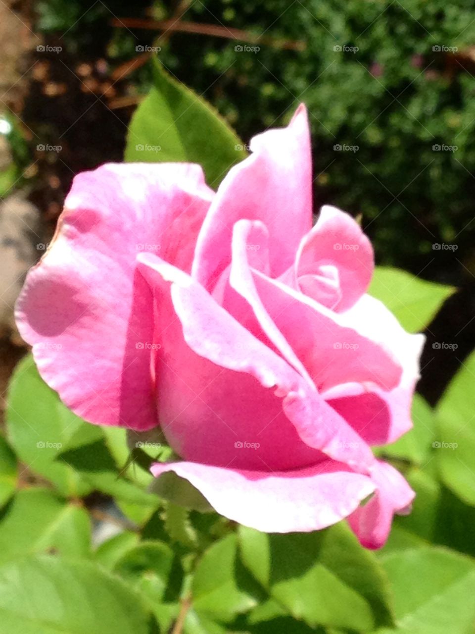 Pink Rose in full bloom.
